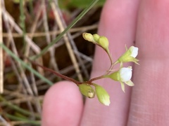 Drosera rotundifolia image