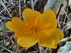Cochlospermum regium
