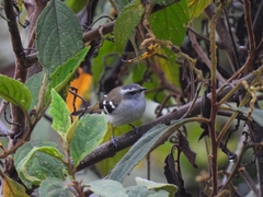 Mecocerculus stictopterus