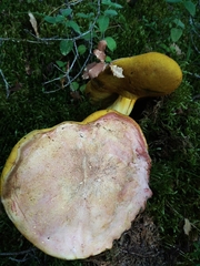 Butyriboletus fuscoroseus