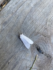 Spilosoma vestalis
