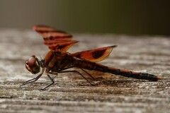 Celithemis elisa