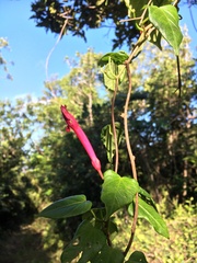 Ipomoea repanda