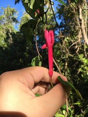Ipomoea repanda