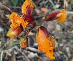 Cochlospermum regium
