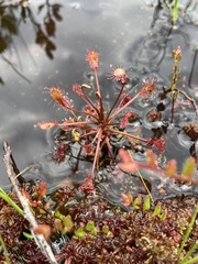 Drosera intermedia