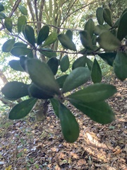Pittosporum ralphii