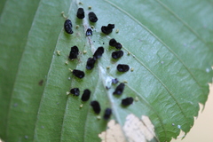 Eulophus