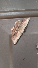 Lytrosis