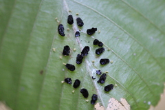 Eulophus