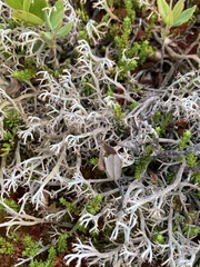 Cladonia stygia