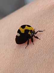 Membracis mexicana