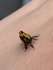 Membracis mexicana