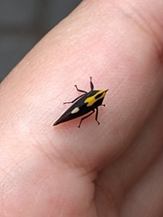 Membracis mexicana