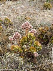 Aeonium lancerottense