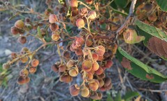 Davilla elliptica