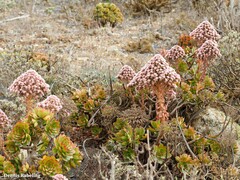 Aeonium lancerottense