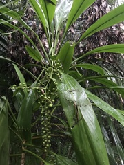 Cordyline manners-suttoniae