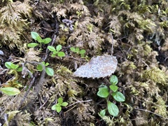 Coccomyces dentatus
