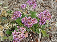 Limonium bourgeaui