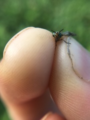 Chrysops univittatus