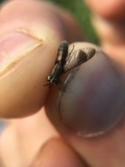 Chrysops univittatus