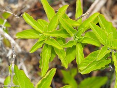 Convolvulus lopezsocasii