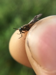 Chrysops univittatus