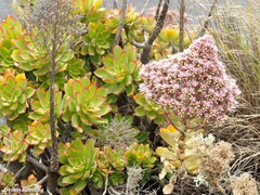 Aeonium lancerottense