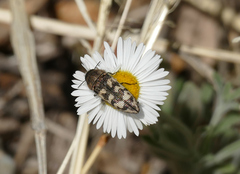 Acmaeodera bowditchi