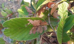 Davilla elliptica
