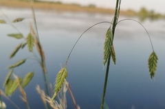 Bromus arvensis