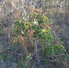 Davilla elliptica
