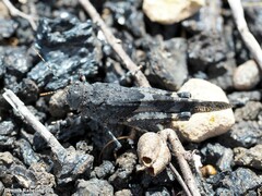 Sphingonotus pachecoi