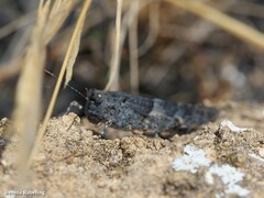 Sphingonotus pachecoi