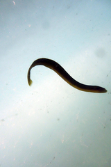 Apodichthys flavidus