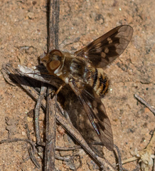 Thyridanthrax nugator