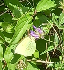 Gonepteryx cleopatra