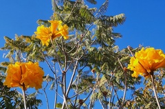 Handroanthus coronatus
