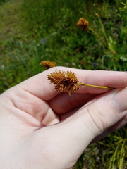 Carex tincta