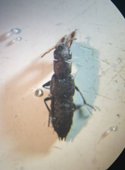 Ontholestes murinus