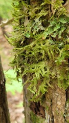 Neckera pennata image