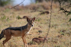 Lupulella mesomelas schmidti