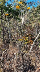 Handroanthus coronatus