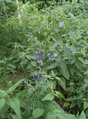 Aconitum