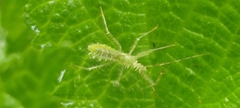 Sclomina erinacea