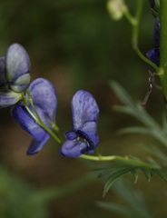 Aconitum