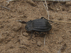 Epipedonota