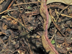 Odontomachus desertorum