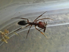 Odontomachus desertorum